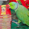 History of Parrot Reading